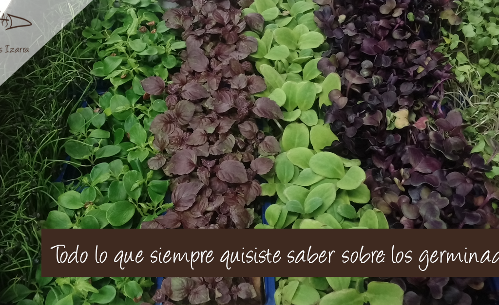 Todo lo que siempre quisiste saber sobre: los germinados