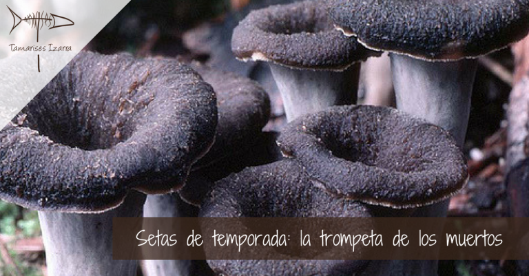 Setas de temporada- la trompeta de los muertos