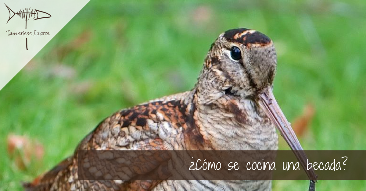 ¿Cómo se cocina una becada?
